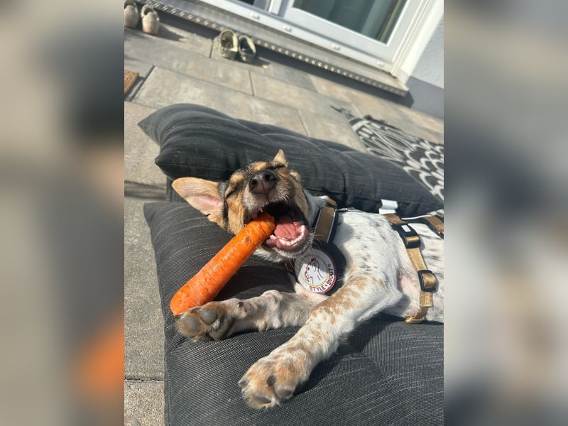 Welpendame CHANEL (auf Pflegestelle in 90453 Nürnberg) sucht ihr Zuhause!