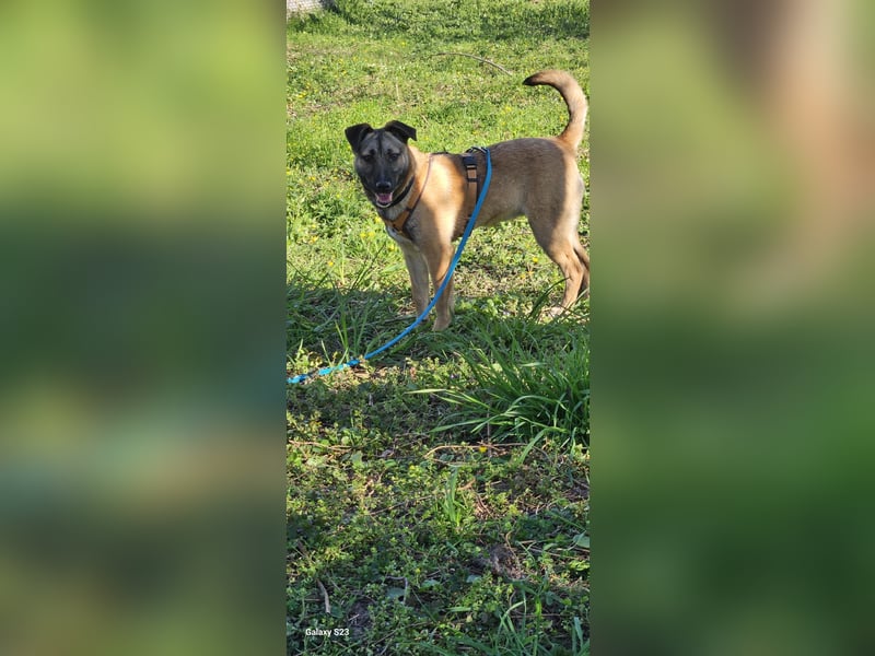 Welpendame BEAUTY, in 90765 Fürth auf Pflegestelle, sucht eine Familie!