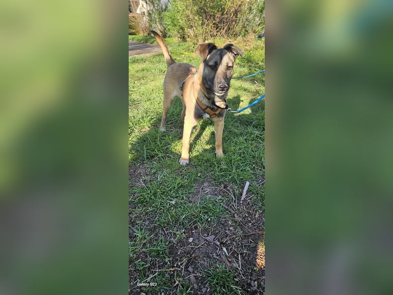 Welpendame BEAUTY, in 90765 Fürth auf Pflegestelle, sucht eine Familie!