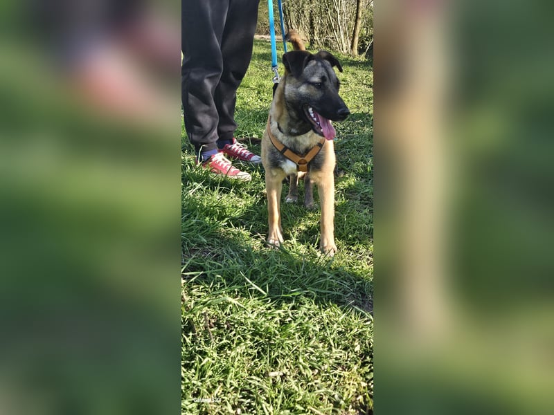 Welpendame BEAUTY, in 90765 Fürth auf Pflegestelle, sucht eine Familie!