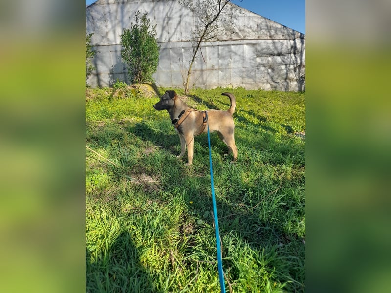 Welpendame BEAUTY, in 90765 Fürth auf Pflegestelle, sucht eine Familie!
