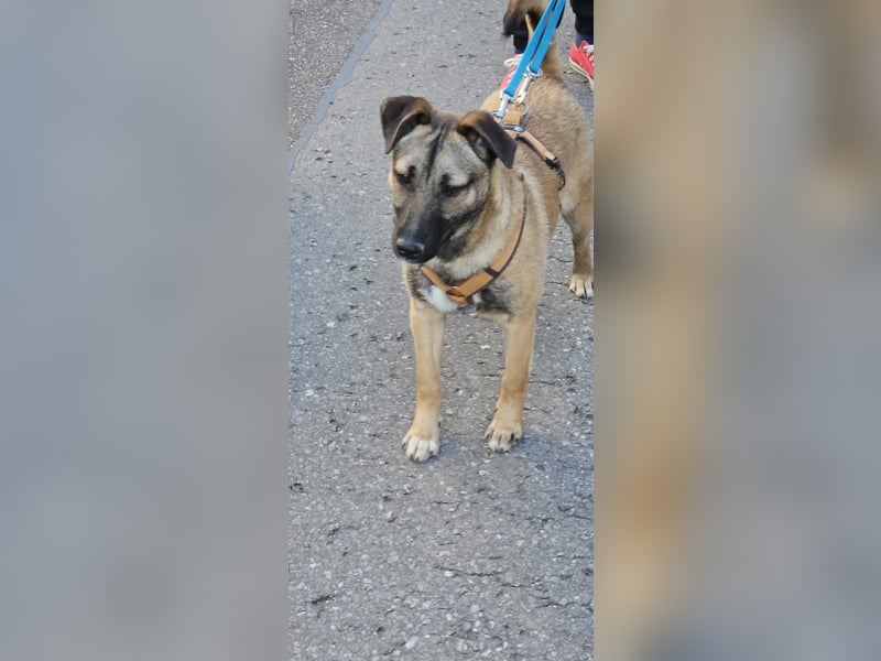 Welpendame BEAUTY, in 90765 Fürth auf Pflegestelle, sucht eine Familie!