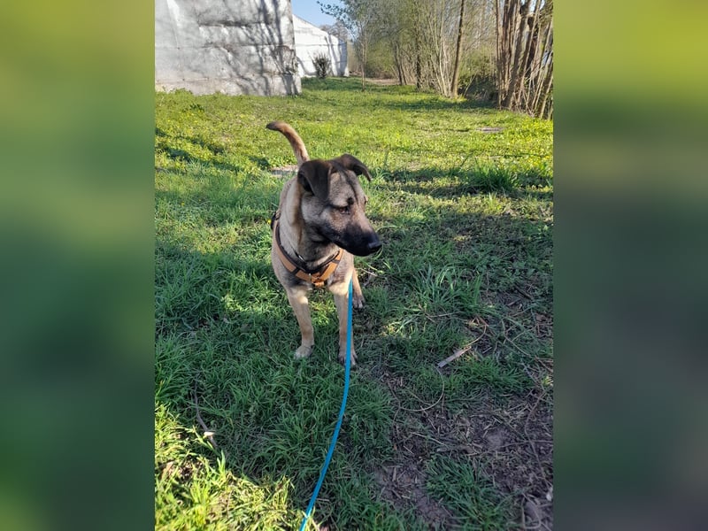 Welpendame BEAUTY, in 90765 Fürth auf Pflegestelle, sucht eine Familie!