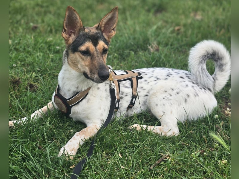 Welpendame CHANEL (auf Pflegestelle in 90453 Nürnberg) sucht ihr Zuhause!