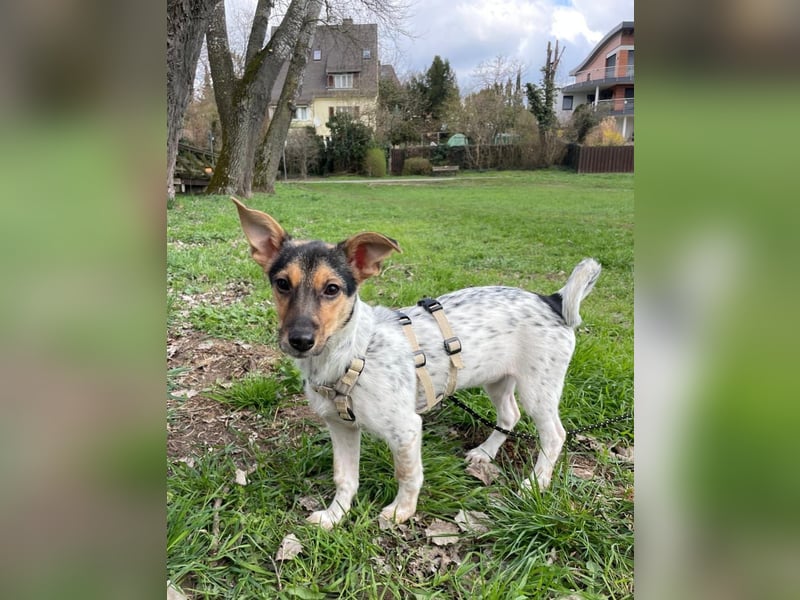 Welpendame CHANEL (auf Pflegestelle in 90453 Nürnberg) sucht ihr Zuhause!