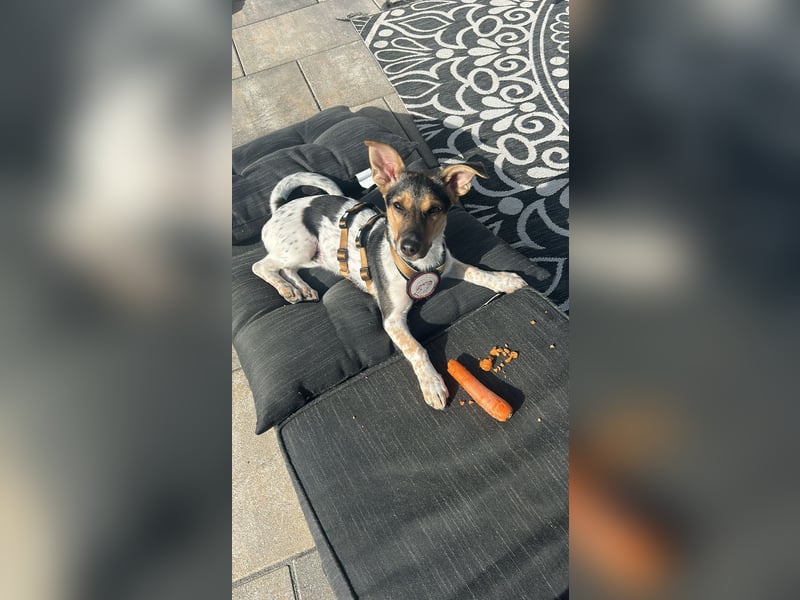Welpendame CHANEL (auf Pflegestelle in 90453 Nürnberg) sucht ihr Zuhause!