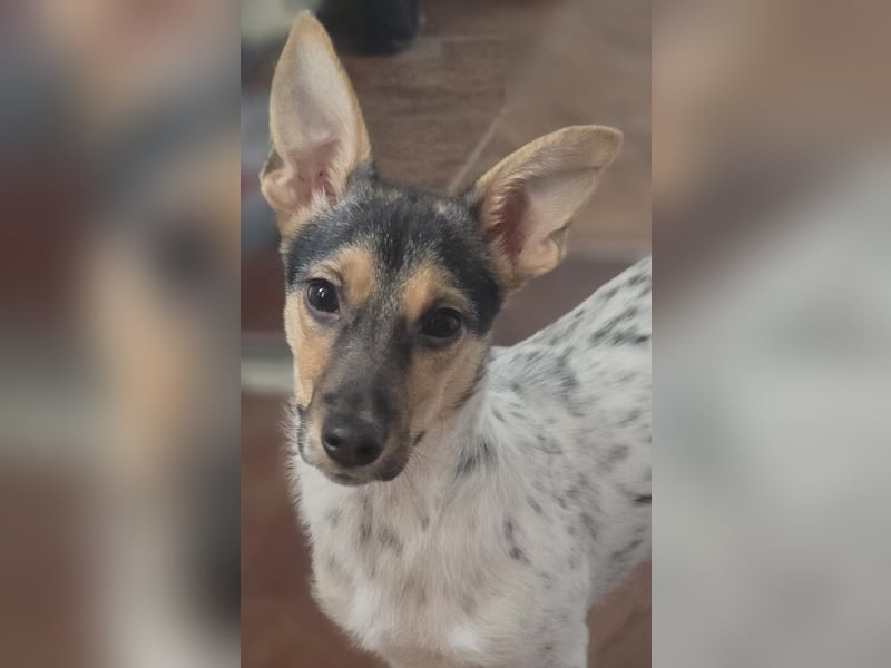Welpendame CHANEL (auf Pflegestelle in 90453 Nürnberg) sucht ihr Zuhause!