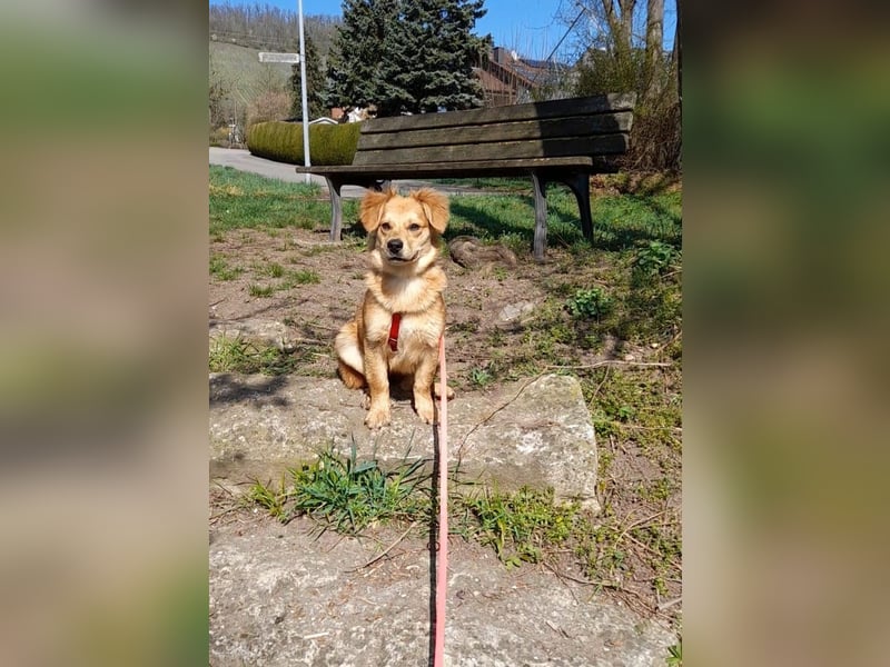 Welpendame CUPCAKE, in 71665 Vahingen auf Pflegestelle, sucht ihre Familie!