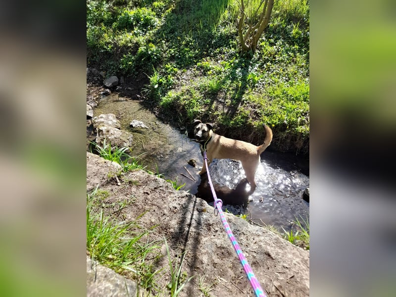 Welpendame BEAUTY, in 90765 Fürth auf Pflegestelle, sucht eine Familie!