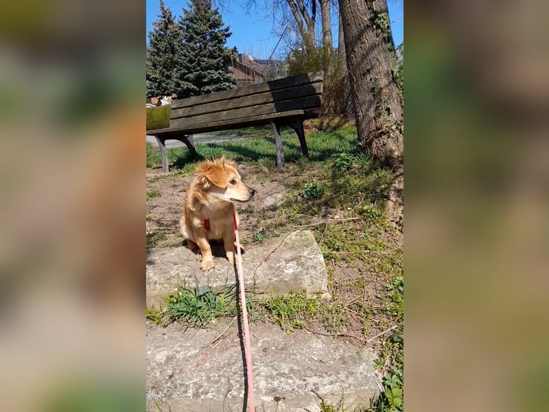 Welpendame CUPCAKE, in 71665 Vahingen auf Pflegestelle, sucht ihre Familie!