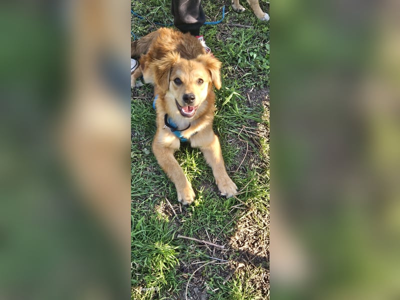 Welpendame CUPCAKE, in 71665 Vahingen auf Pflegestelle, sucht ihre Familie!