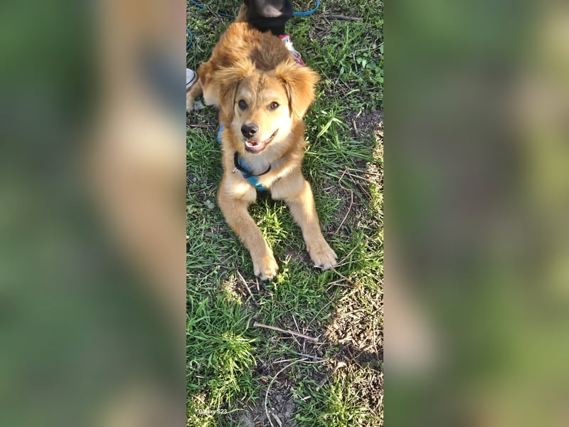 Welpendame CUPCAKE, in 71665 Vahingen auf Pflegestelle, sucht ihre Familie!