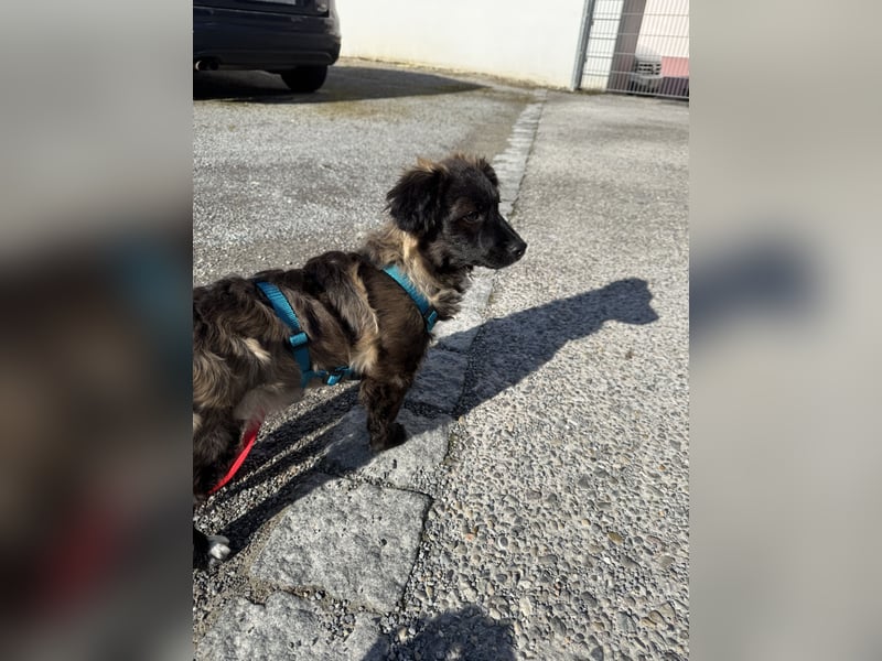 Süße Maddy sucht ihr Für-Immer-Zuhause