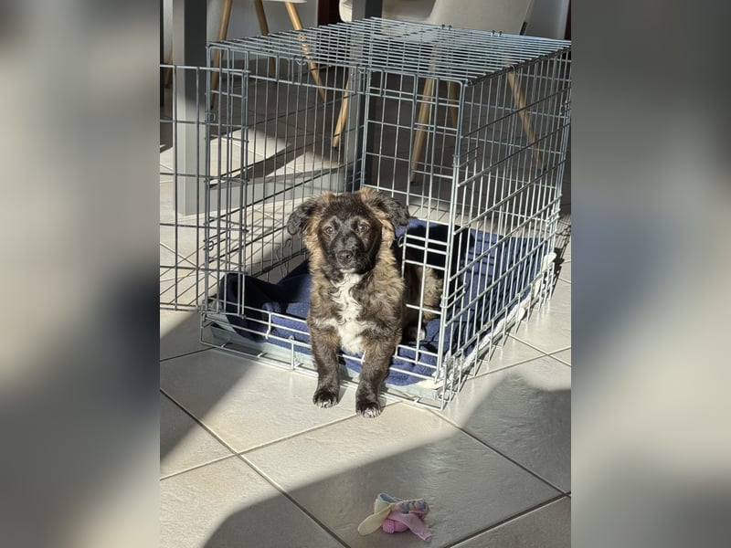 Süße Maddy sucht ihr Für-Immer-Zuhause