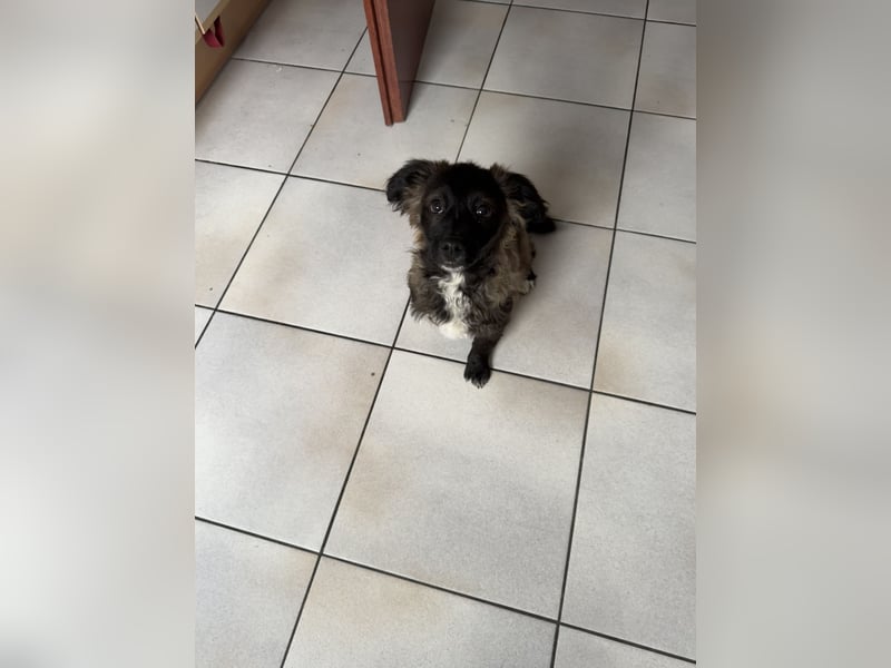 Süße Maddy sucht ihr Für-Immer-Zuhause