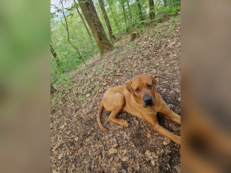 Große Hündin sucht 5* Zuhause