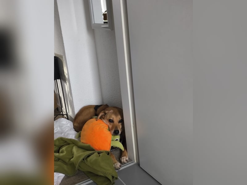 Die Füchsin Nala