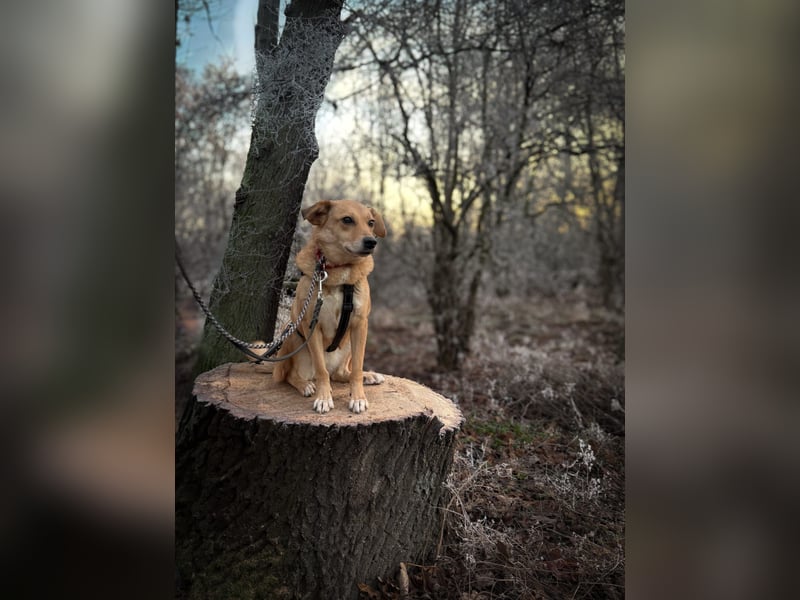 Die Füchsin Nala