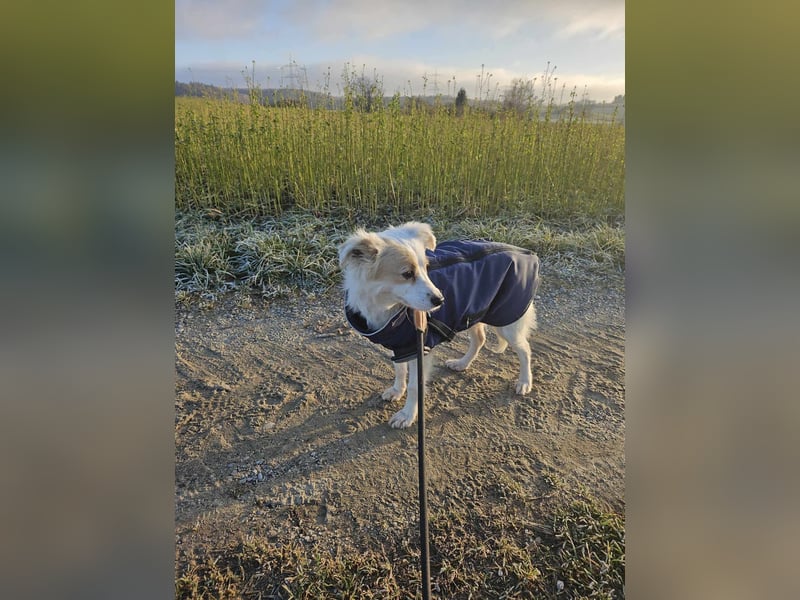 Bella - die schöne