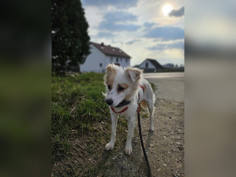 Bella - die schöne