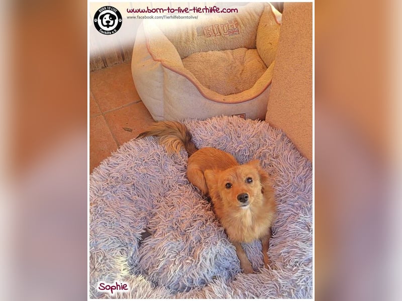 Zuckersüße SOPHIE auf der Suche nach ihren Menschen!
