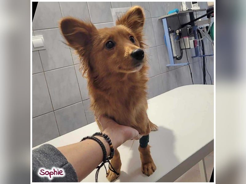 Zuckersüße SOPHIE auf der Suche nach ihren Menschen!