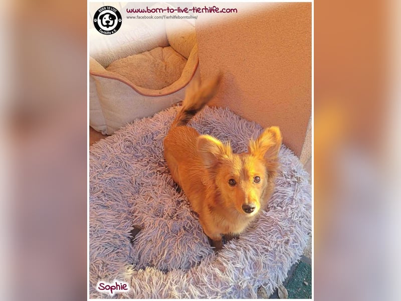 Zuckersüße SOPHIE auf der Suche nach ihren Menschen!