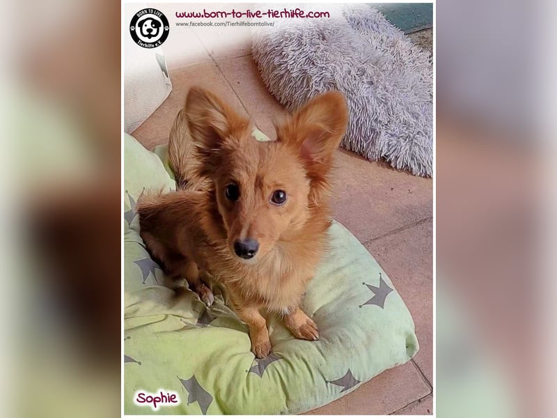 Zuckersüße SOPHIE auf der Suche nach ihren Menschen!