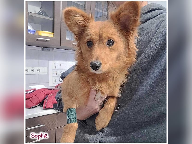 Zuckersüße SOPHIE auf der Suche nach ihren Menschen!