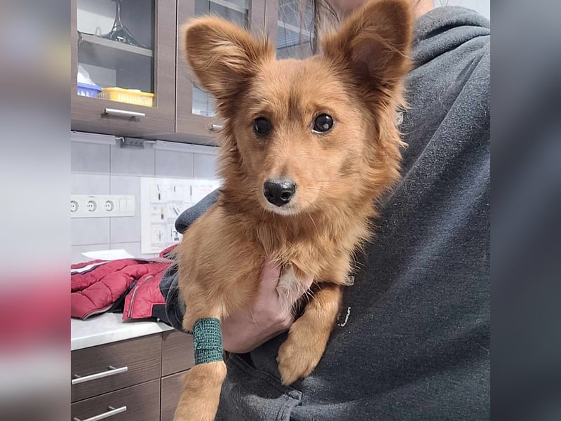 Zuckersüße SOPHIE auf der Suche nach ihren Menschen!