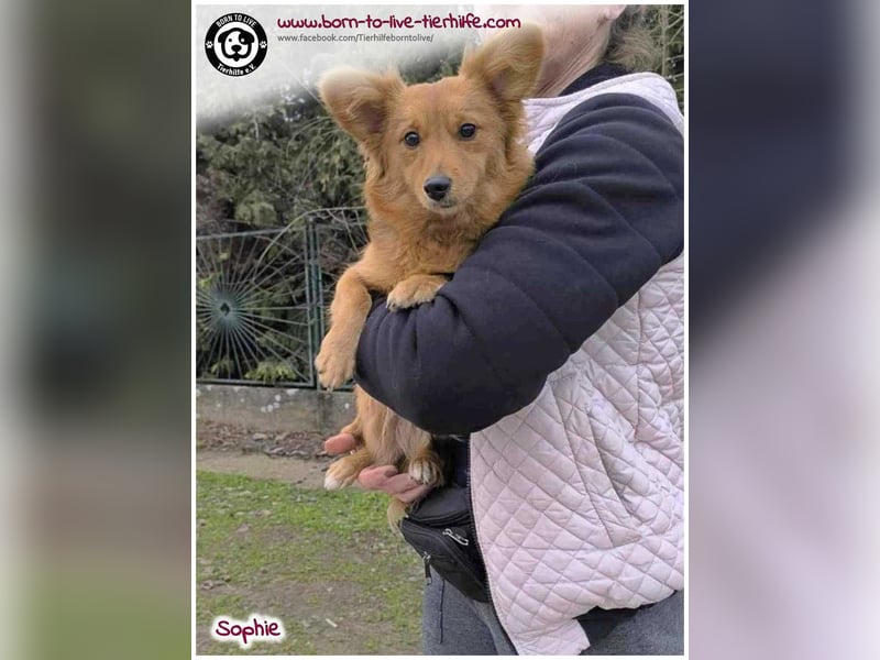 Zuckersüße SOPHIE auf der Suche nach ihren Menschen!