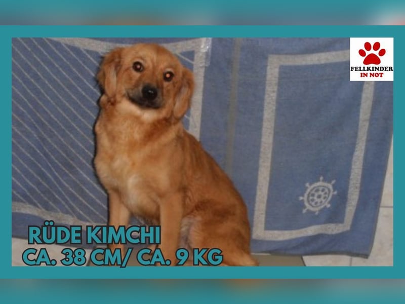 süße Mischlingshündin Kimchi