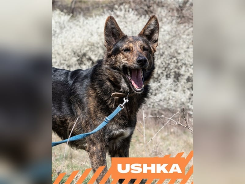 Ushka
