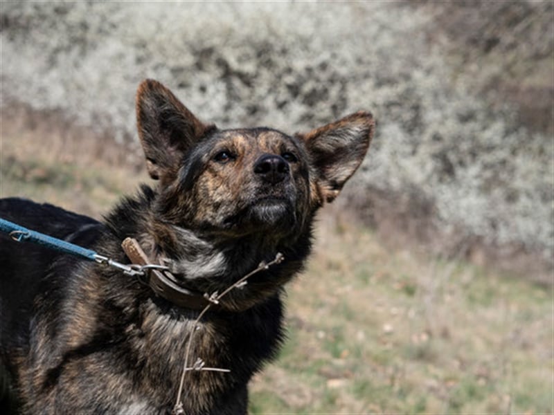 Ushka