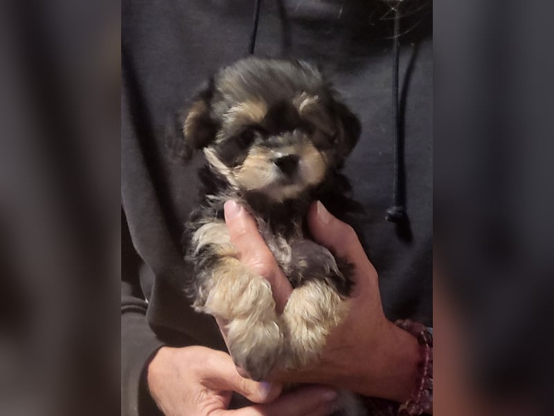 Morkie mädchen