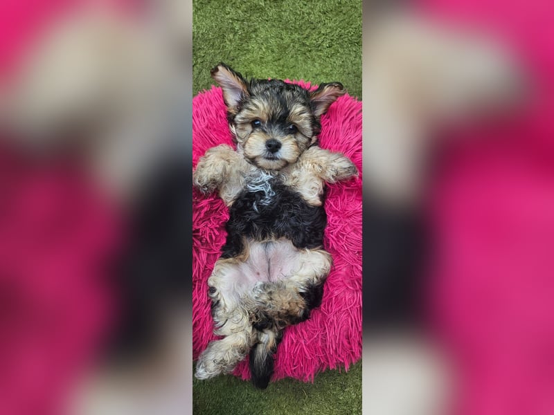 Morkie mädchen