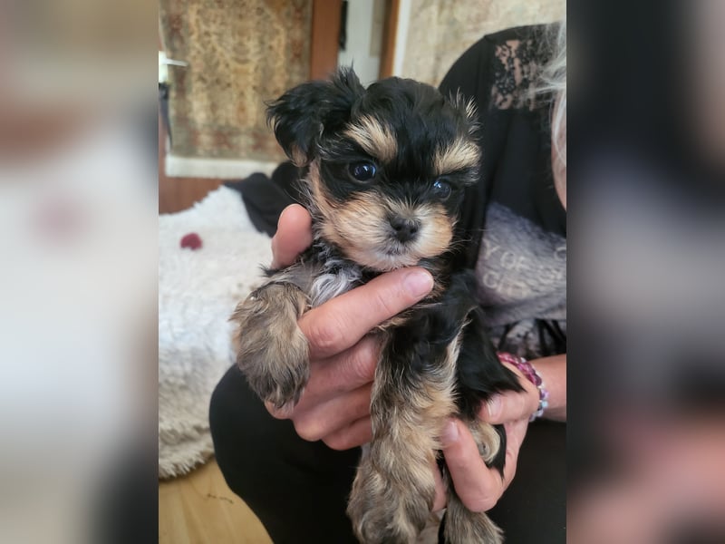 Morkie welpen