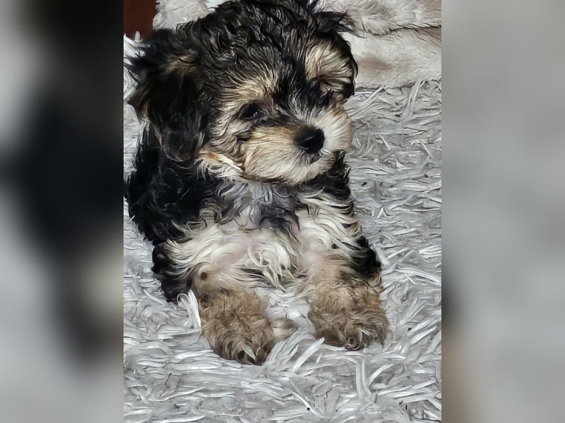 Morkie mädchen
