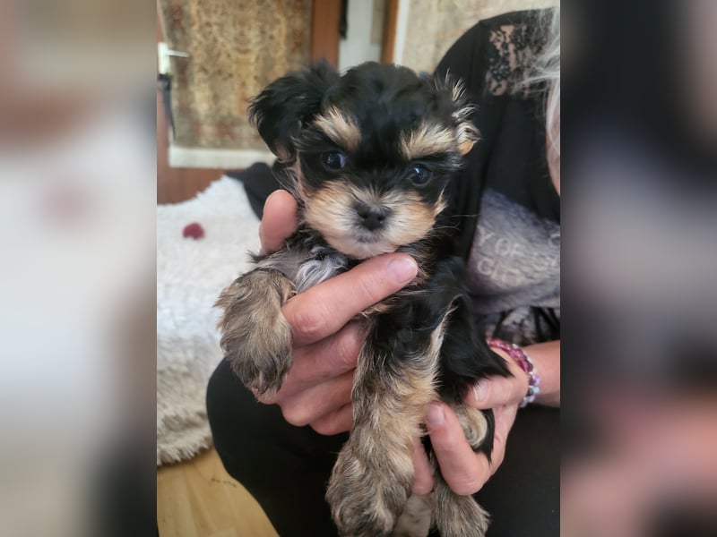 Morkie mädchen