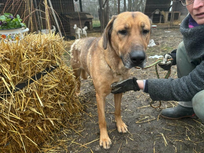 Molly, Labardor/ Schäferhund Mix geb. 2020