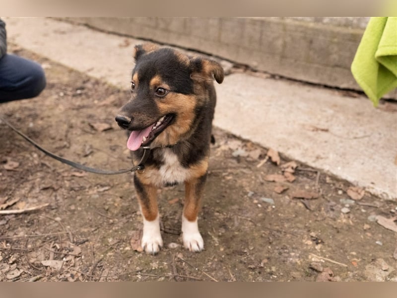 Dringend Pflegestellen gesucht