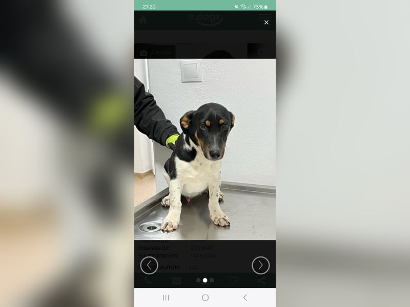 Dringend Pflegestellen gesucht