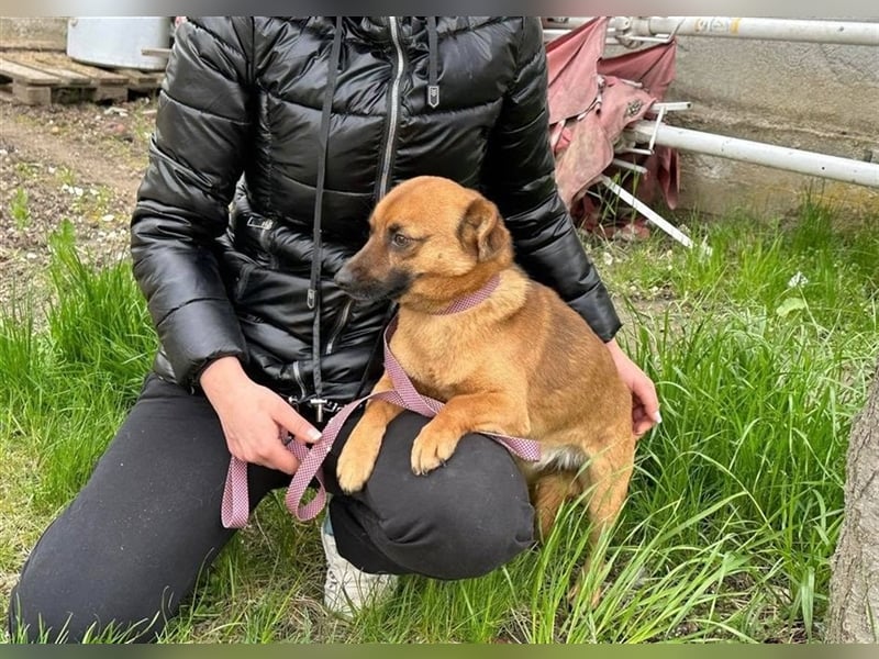 Dringend Pflegestellen gesucht