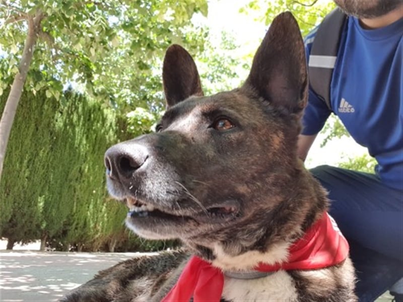Brigit sucht Sofa für Lebensabend