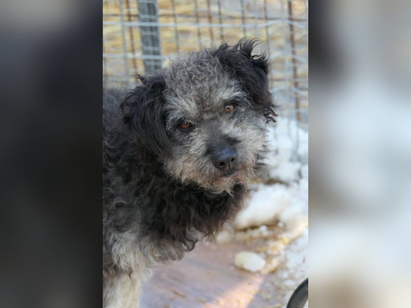Schüchterne Shaggy sucht nach einfühlsamen Menschen