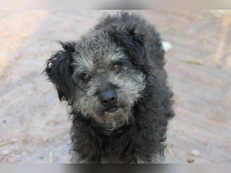 Schüchterne Shaggy sucht nach einfühlsamen Menschen