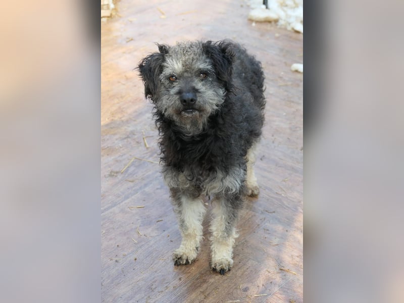 Schüchterne Shaggy sucht nach einfühlsamen Menschen