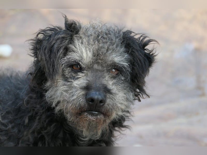 Schüchterne Shaggy sucht nach einfühlsamen Menschen