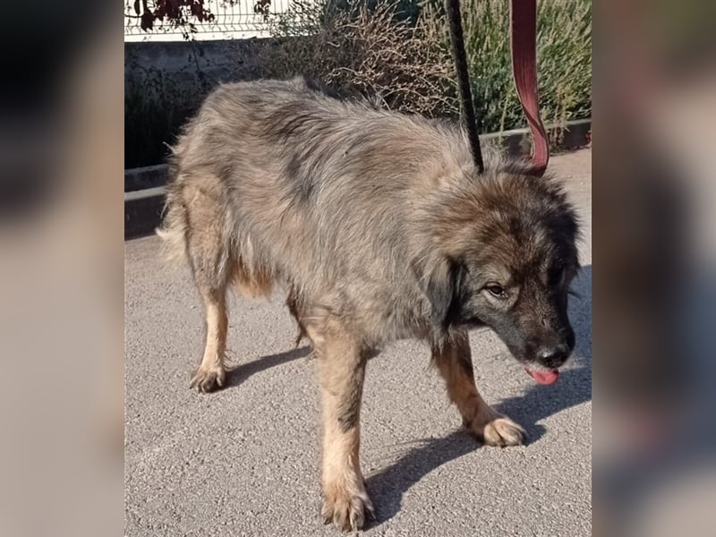 Pipi HSH Sarplaninac Mischlingshündin Mischling Hündin sucht Zuhause oder Pflegestelle