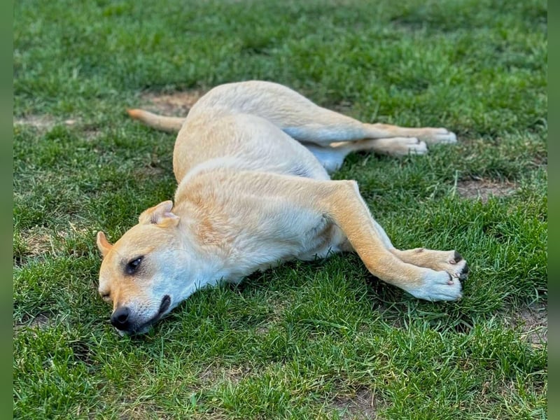Raya - kleines Erdmännchen
